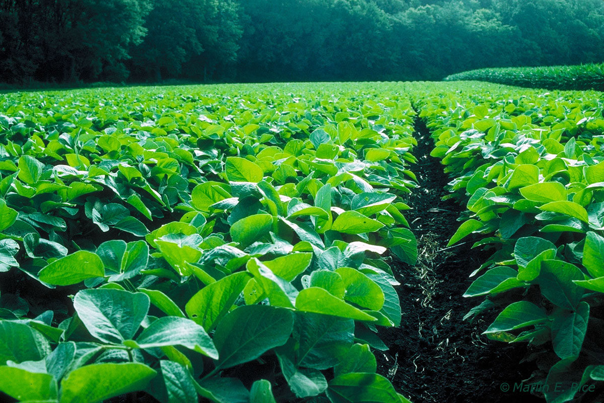 Soybean field