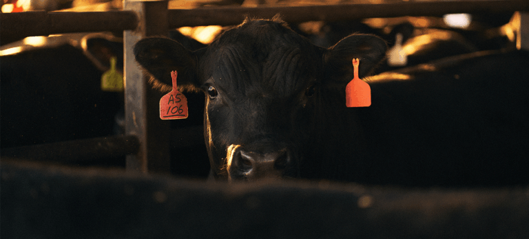 cow
