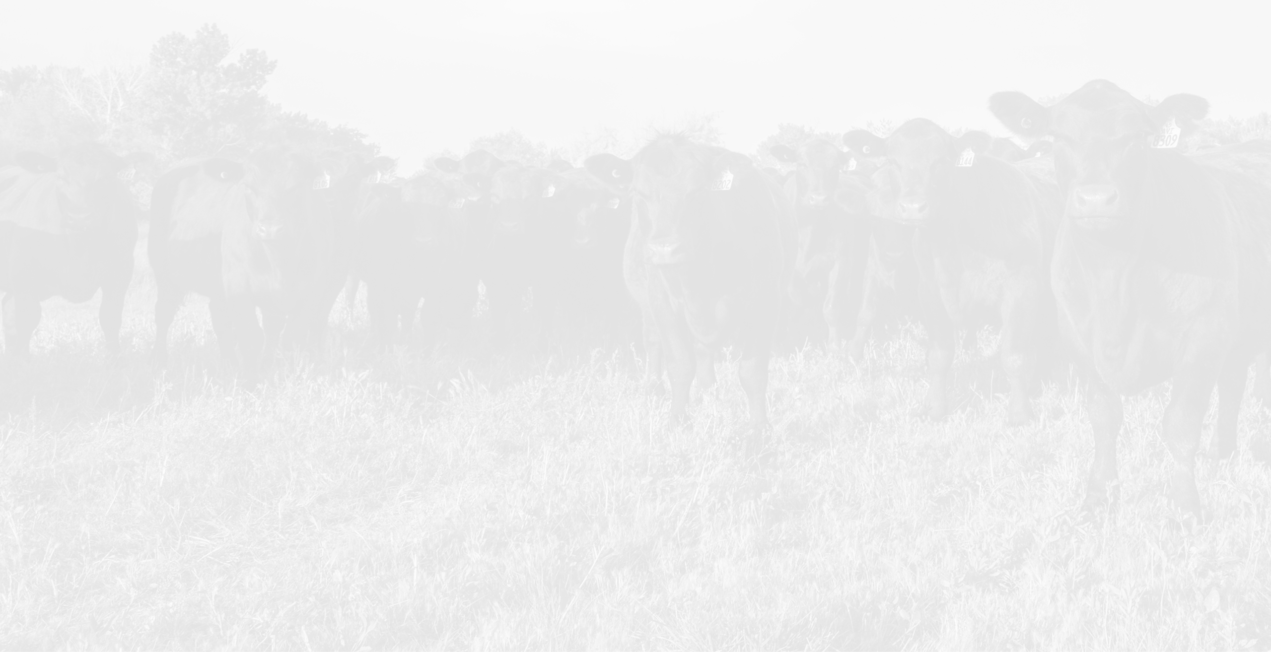 cow background