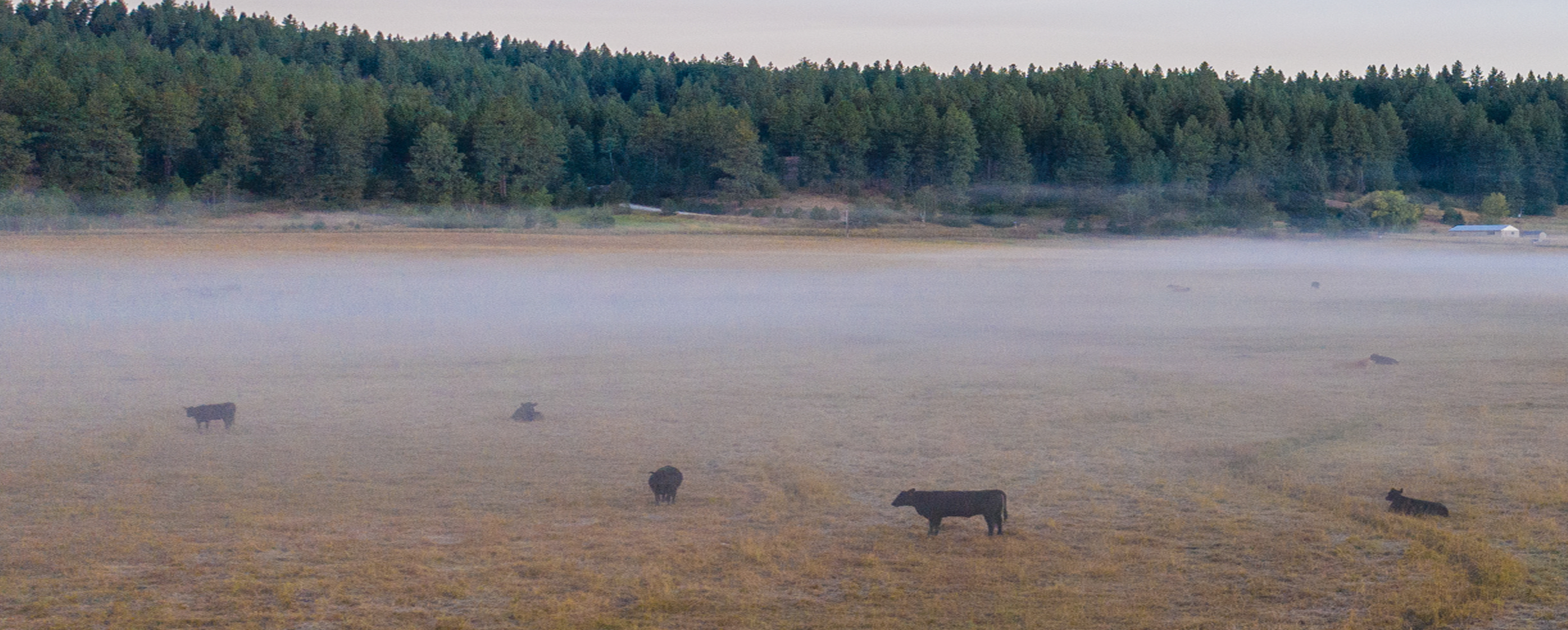 foggy field