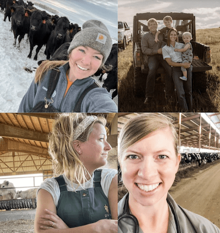 cattle influencers 