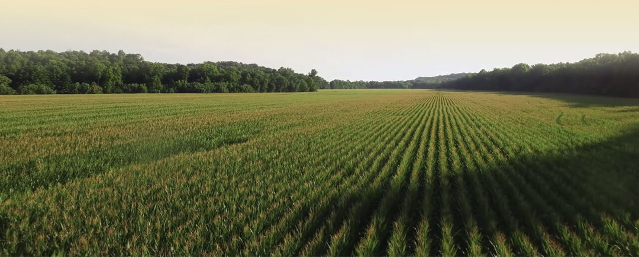 field