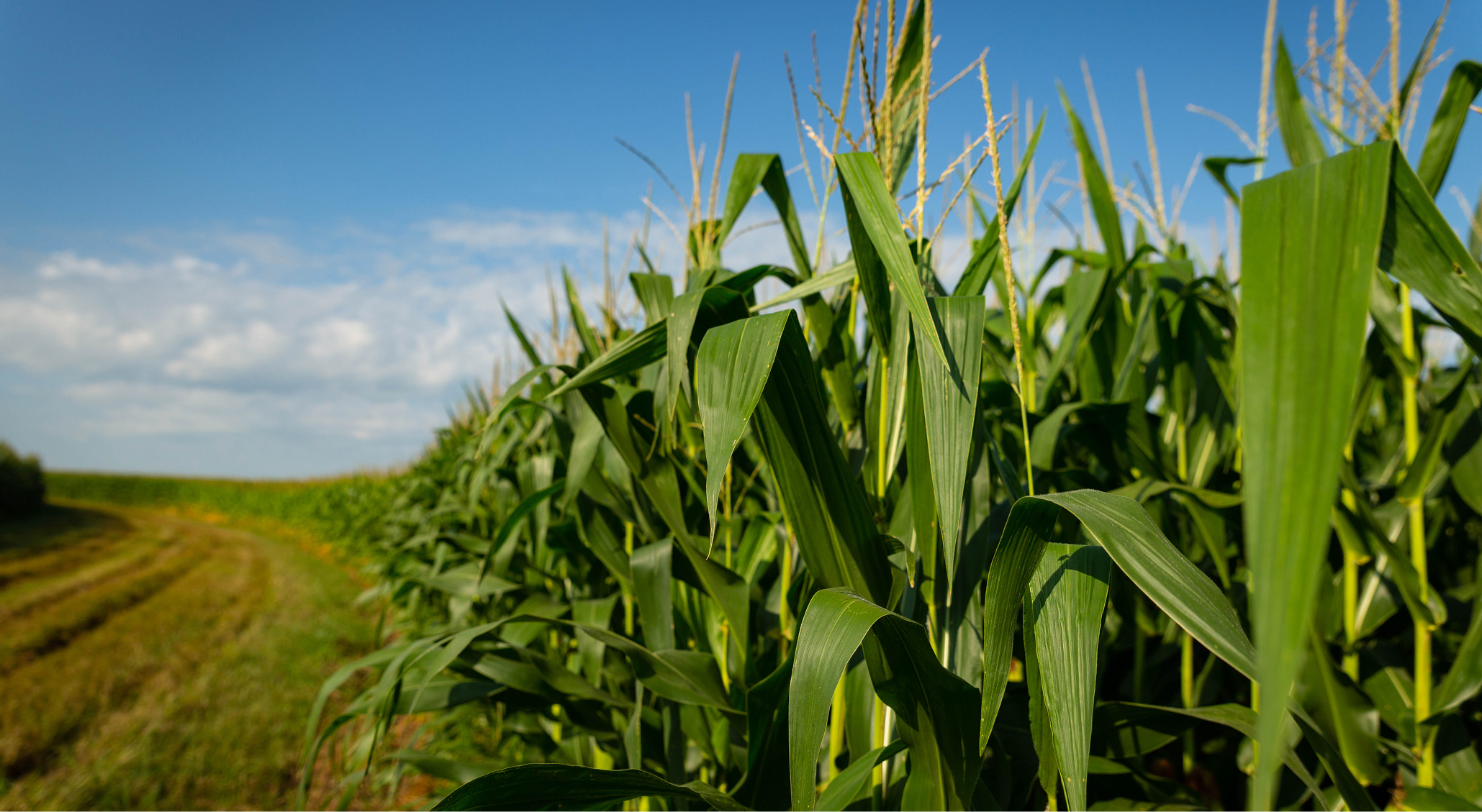 corn