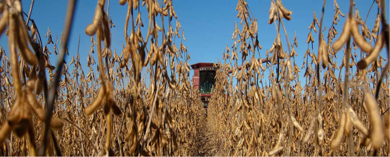 SCN hero image featuring soybean harvest