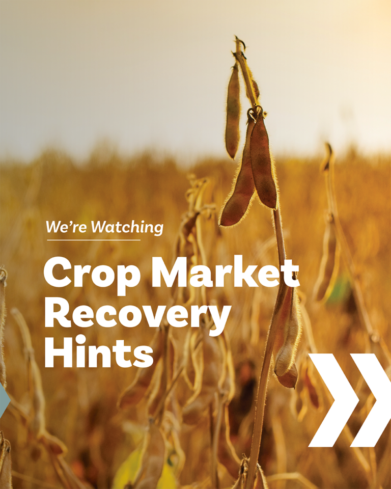 A tall soybean in focus while a field of soybeans is blurry in the background. Paired with MorganMyers iconography. The title is We're Watching and the subtitle is Crop Market Recovery Hints
