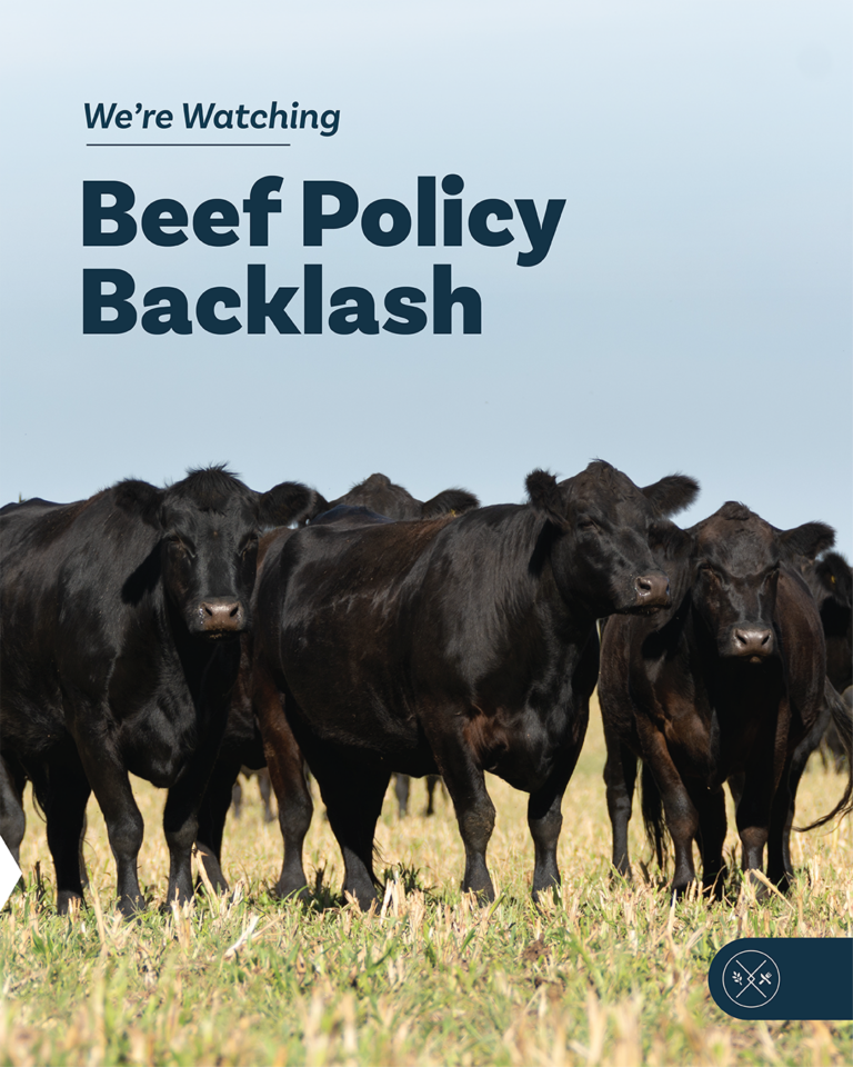 Black beef acttle stand together on grass with MorganMyers iconography. The title is We're Watching and the subtitle is Beef Policy Backlash